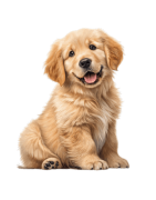 Tienda de Mascotas Blues y Jazz